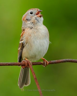 FIELD SPARROW