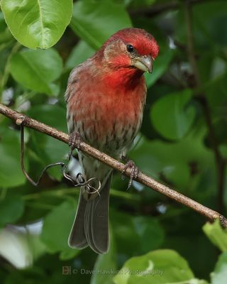 HOUSE FINCH