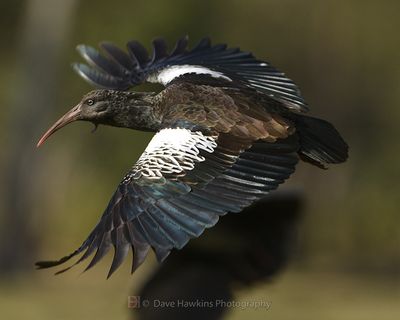 WATTLED IBIS