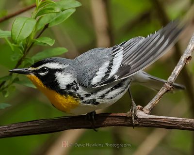 YELLOW-THROATED WARBLER