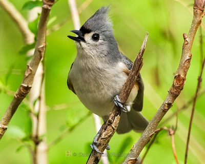 TUFTED TITMOUSE