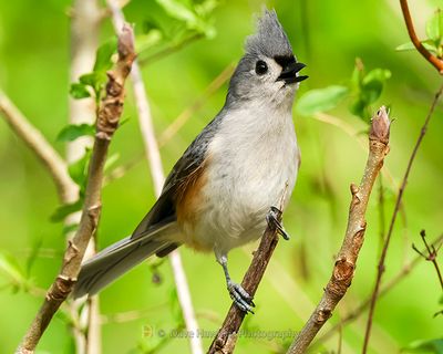 TUFTED TITMOUSE