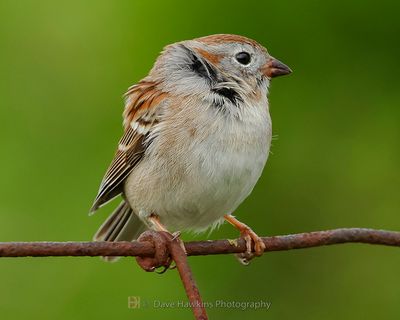 FIELD SPARROW