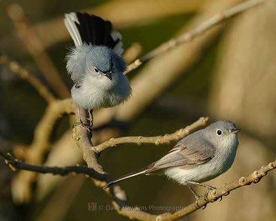 BLUE-GRAY GNATCATCHER ((male (rear) and female))