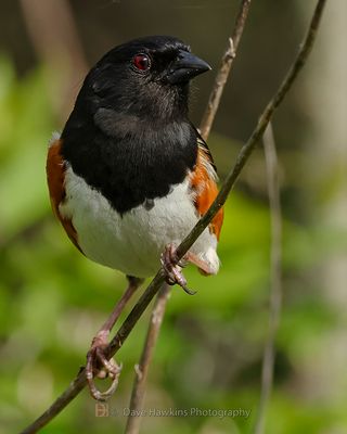 EASTERN TOWHEE ♂