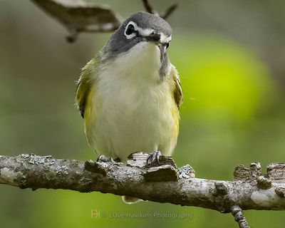 BLUE-HEADED VIREO