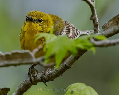 PINE WARBLER