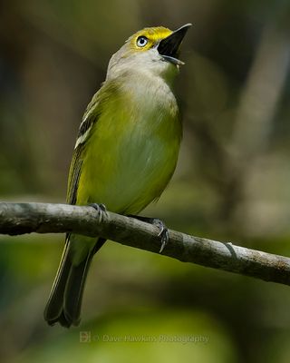WHITE-EYED VIREO