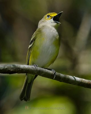 WHITE-EYED VIREO