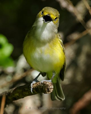 WHITE-EYED VIREO