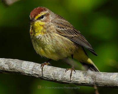 PALM WARBLER