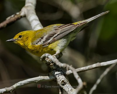 PINE WARBLER