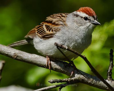 CHIPPING SPARROW