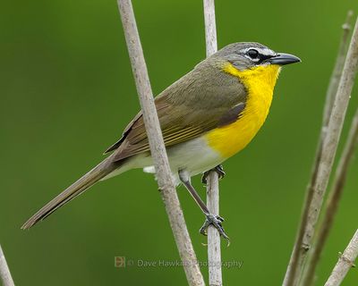 YELLOW-BREASTED CHAT