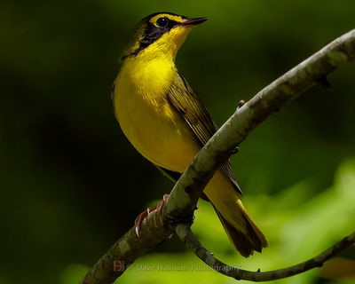 KENTUCKY WARBLER