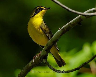 KENTUCKY WARBLER