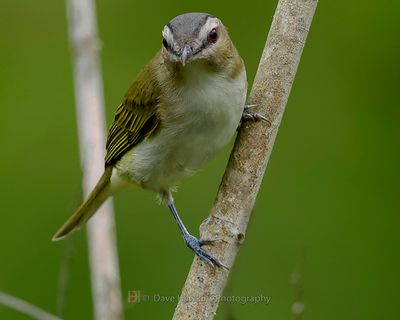 RED-EYED VIREO