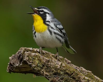 YELLOW-THROATED WARBLER