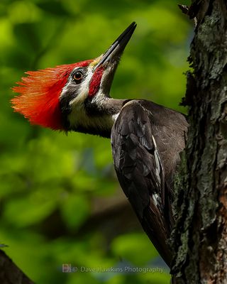 PILEATED WOODPECKER