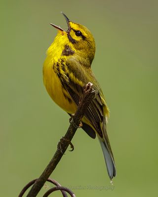 PRAIRIE WARBLER