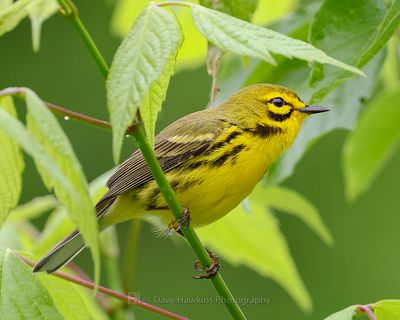 PRAIRIE WARBLER