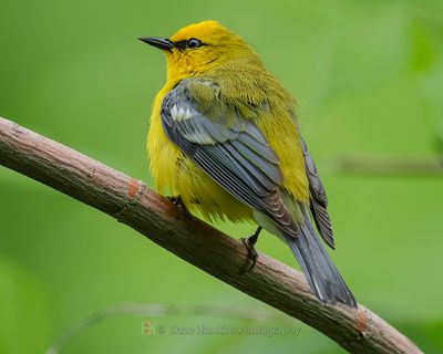 BLUE-WINGED WARBLER