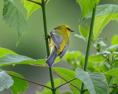 BLUE-WINGED WARBLER