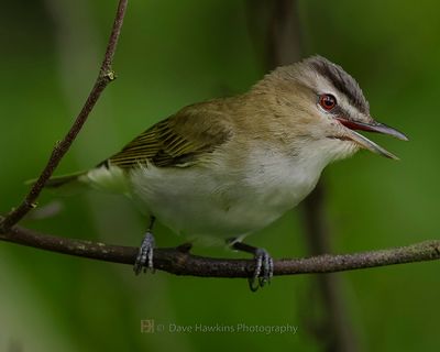 RED-EYED VIREO