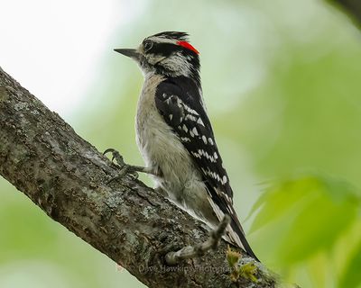 DOWNY WOODPECKER