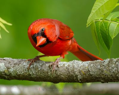 NORTHERN CARDINAL ♂