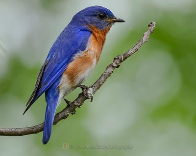 EASTERN BLUEBIRD