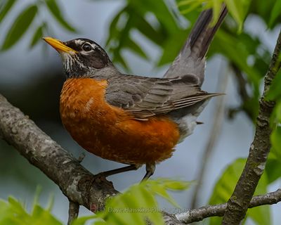 AMERICAN ROBIN