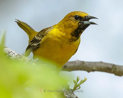 ORCHARD ORIOLE ♀