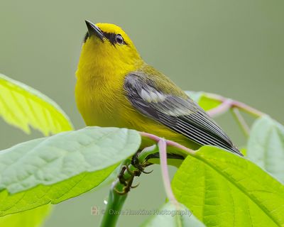 BLUE-WINGED WARBLER