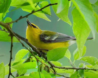 BLUE-WINGED WARBLER