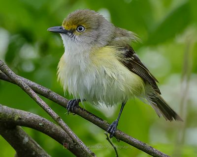 WHITE-EYED VIREO