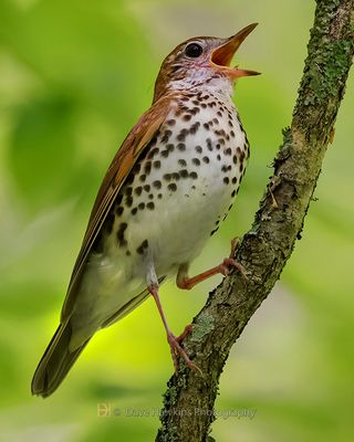 WOOD THRUSH