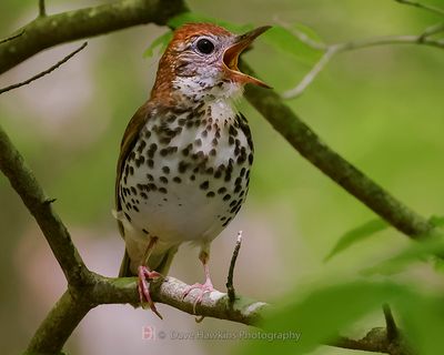 WOOD THRUSH