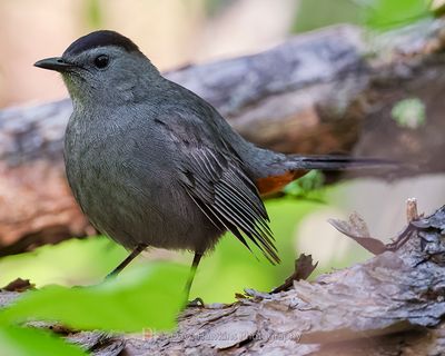 GRAY CATBIRD