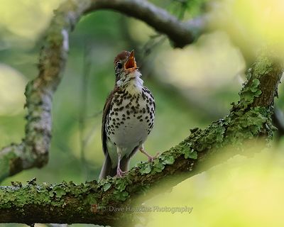 WOOD THRUSH
