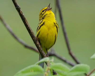 PRAIRIE WARBLER