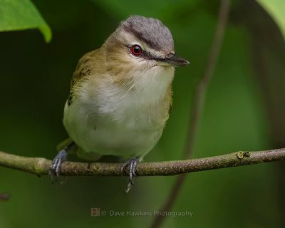 RED-EYED VIREO