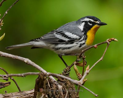 YELLOW-THROATED WARBLER