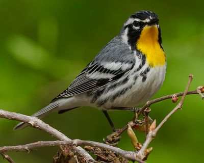 YELLOW-THROATED WARBLER