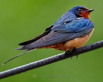 BARN SWALLOW