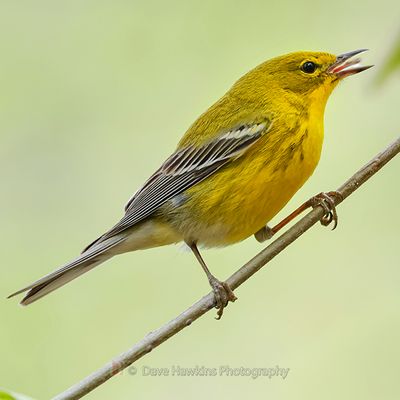 PINE WARBLER