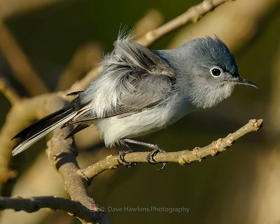 BLUE-GRAY GNATCATCHER ♂