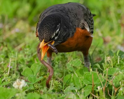 AMERICAN ROBIN
