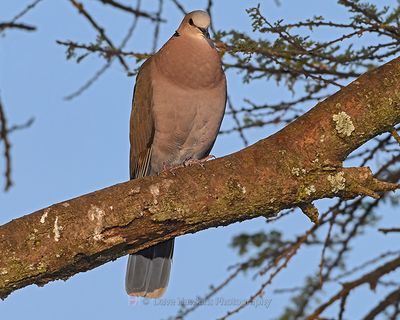 RED-EYED DOVE