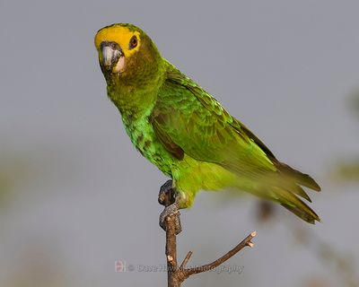 YELLOW-FRONTED PARROT